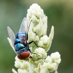 bluebottlefly.jpg