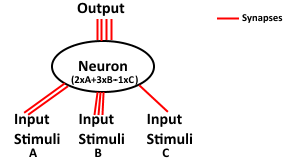 Individual Neuron.png